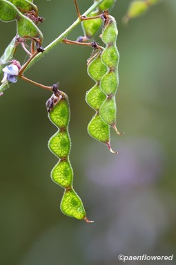 Fruit